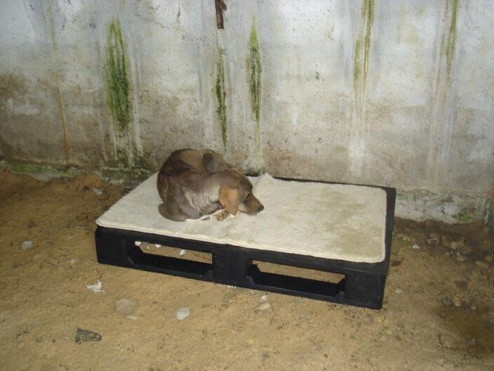 Neuer Teppich für Hunde