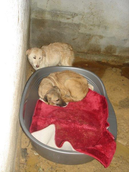 Teppich für Hund in Hundekiste